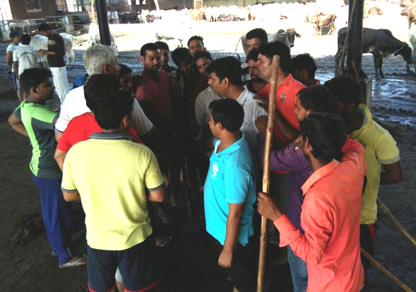 भारतीय जनता युवा मोर्चा टीम ने चलाया नन्दीग्राम गौशाला में सफाई अभियान